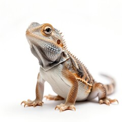 Fototapeta premium Adorable Baby Iguana White Background Isolated Studio Shot