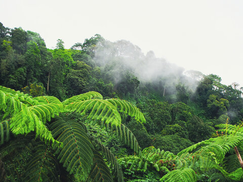 a lush misty tropical rainforest or cloud forest environment. The foreground is dominated by large, vibrant green tree ferns. layer of mist or low clouds hanging among the trees in the background.