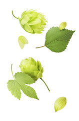 Flying fresh green hop cones with leaves isolated on white background. Levitating organic brewing...