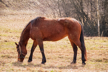 Fototapeta premium A brown horse enjoys grazing on fresh grass in a sunny meadow during springtime