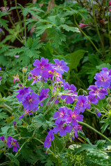 Obraz premium Colorful clusters of purple flowers emerge, thriving beautifully among green leaves in spring