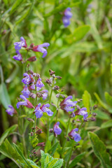 Delicate purple blooms rise among green foliage, celebrating the beauty of nature in spring