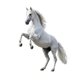 Naklejka premium Majestic white horse rearing against a black background showcasing powerful stance, elegant movement, and natural beauty in a stunning outdoor setting