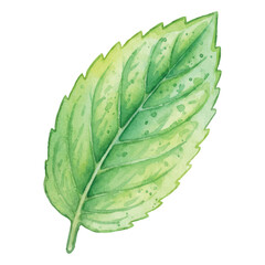 Watercolor Mint Leaf Vector Illustration Fresh Herb Isolated on White  © tripsy
