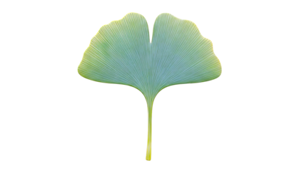 Single Green Ginkgo Leaf
