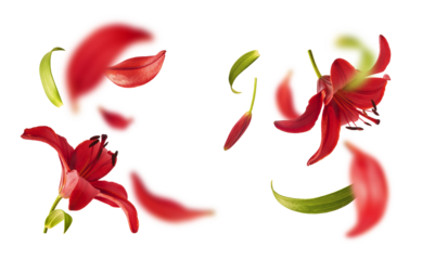 Flying beautiful red lily flowers, buds and petals isolated on white background. Levitating spring floral composition with depth of field effect. Fresh blooming lilium plant