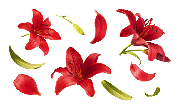 Flat lay composition of beautiful red lily flowers, buds and petals isolated on white background. Top view of fresh blooming lilium plant elements. Spring floral pattern.