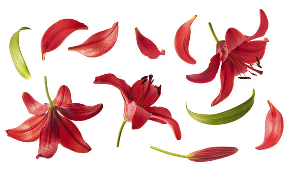 Flat lay composition of beautiful red lily flowers, buds and petals isolated on white background. Top view of fresh blooming lilium plant elements. Spring floral pattern.