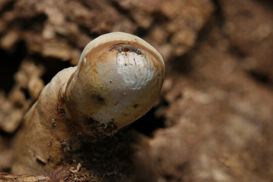 朽ち木の硬い樹皮を割って成長するコフキサルノコシカケ茸の幼い頭部アップ（自然下茸類マクロ撮影）
