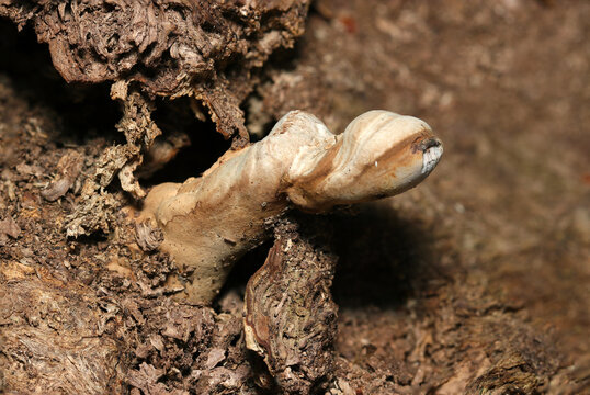 朽ち木の硬い樹皮を割って成長するコフキサルノコシカケ茸の赤ちゃん（自然下茸類マクロ撮影）