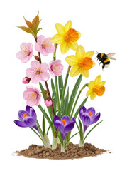 Spring flower bloom with bee garden nature bright isolated on transparent background