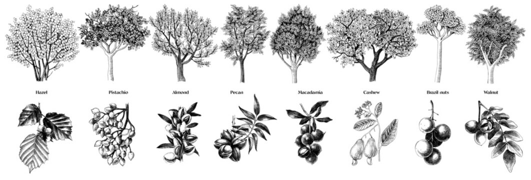 Nut trees and close up branches