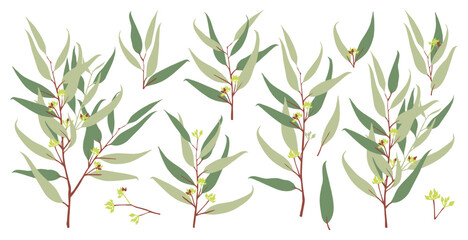 Obraz premium Eucalyptus branches botanical collection vector