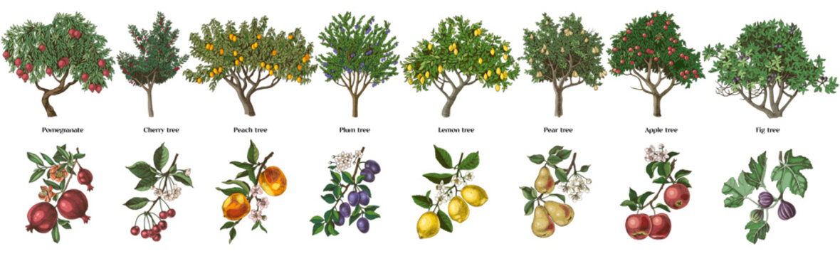 Set of fruit trees with close up branches