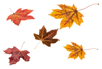 a collection of vibrant autumn maple leaves, featuring rich shades of red, orange, and yellow, artfully scattered across a plain transparent background.