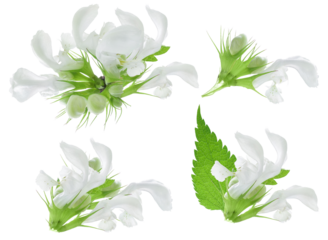 close-up of white flowers with green stems and leaves, isolated on a transparent background.