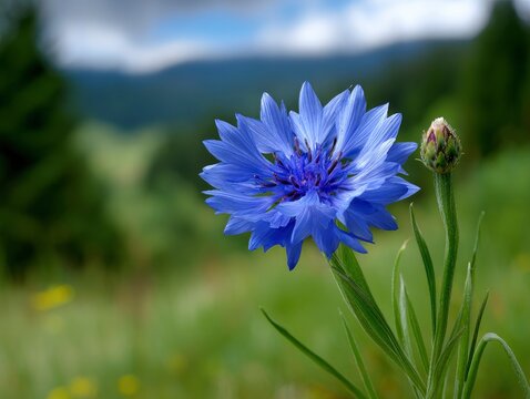 Blue cornflower with a closed bud stands in a blurred green field trees and hills in the background