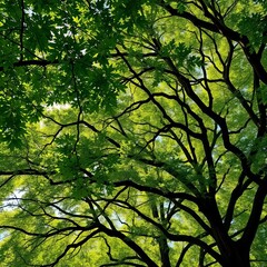 Fototapeta premium Lush green canopy of oak trees on a sunny day, dappled light filtering through, vibrant, green