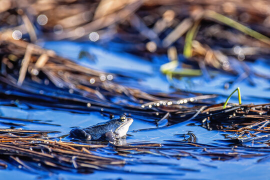 Moor frog in a wetland at breeding season a sunny springtime