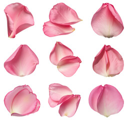 A beautiful collection of pink rose petals, showcasing flower petals that are delicate and soft, perfectly isolated on a clean white background for various design uses.