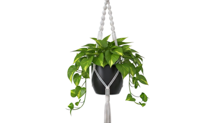 Pothos plant in a black pot with macrame hanger