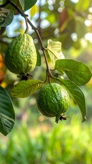 A close-up view of guavas hanging from a tree branch
