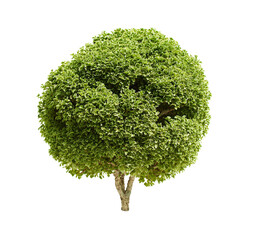 Vibrant green plant, a small tree or bush, isolated on a clean white background, perfect for design and landscaping projects.