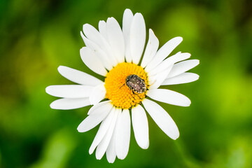 Obraz premium Mourning rose chafer on a oxeye daisy. Close-up of the insect in its natural habitat. Oxythyrea funesta. 