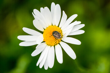 Obraz premium Mourning rose chafer on a oxeye daisy. Close-up of the insect in its natural habitat. Oxythyrea funesta. 