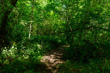 Obraz premium A narrow dirt path winds through dense green woodland, dappled with sunlight filtering through thick summer leaves. The scene is tranquil, natural, and filled with vibrant textures and deep shadows.