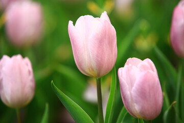 colorful Tulip flowers blooming in the garden with green leaves 

