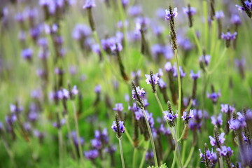 Fernleaf Lavender or Jagged Lavender or Pinnata Lavender flowers blooming in the garden 

