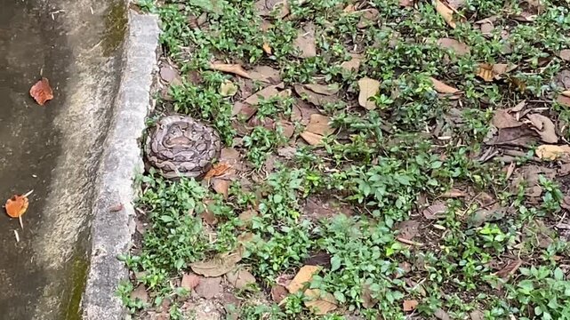 video of Reticulated python curled on ground beside concrete edge with patterned scales camouflaged in grass and leaves creating calm wildlife atmosphere