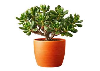 Obraz premium Jade plant in an orange pot against black