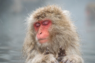 Obraz premium まどろむ猿