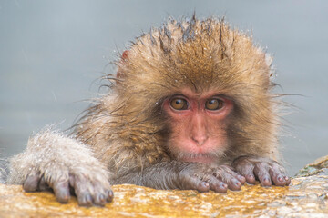 温泉に入る子猿