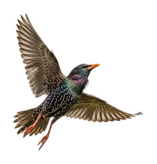 Fototapeta premium Bird in flight nature scene wildlife isolated on transparent background