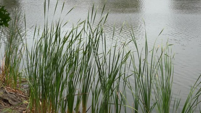 Common reeds being blown by the wind by the lake