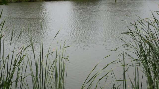 Ripples on the lake water with reeds being blown by the wind