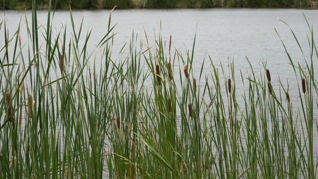 Ripples on the lake with lots of bulrush reeds with seedheads
