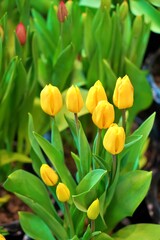 Obraz premium Vertical Bright yellow tulip flowers welcoming springtime