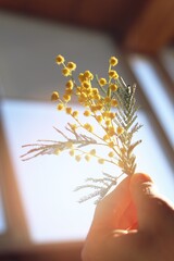 Golden Mimosa Sprig Held in Hand Against Bright Window Light, Symbolizing Spring and Renewal.