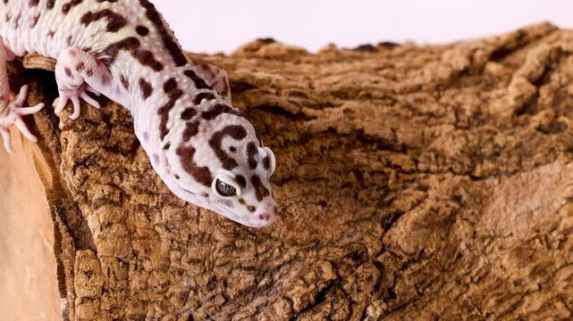 Leopard Gecko Crawling Slowly Across a Textured Tree Bark Surface