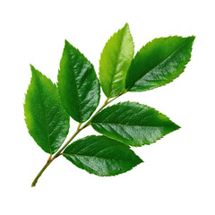 Fototapeta premium A vibrant green leafy branch against a black background