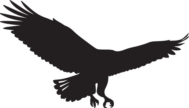 Harpy Eagle in silhouette white background.