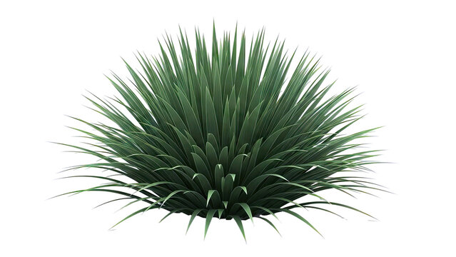 Green Yucca Plant