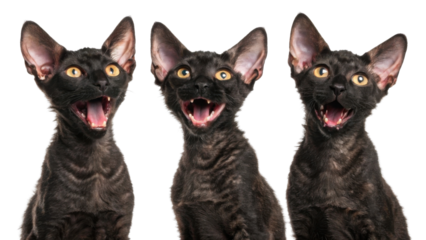 Three cheerful black devon rex kittens with big ears smile widely showing pink tongues while posing together against transparency background representing joyful happy purebred cat playing