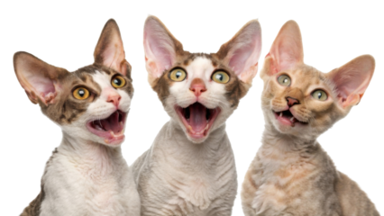 Excited trio of young devon rex cat kittens looking up with joyful expressions and open mouths while posing together isolated transparency background for fun animal studio portrait with