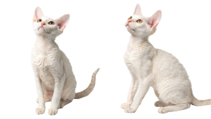 Curious white devon rex cat sits looking up attentively against transparency background posing with playful expression showcasing curly fur texture and elegant posture of adorable pedigree