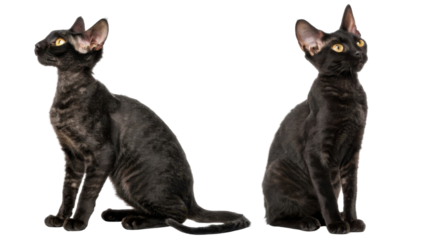 Two elegant black devon rex cat pets sitting with curious expression looking up while posing together on isolated transparency background showing beautiful curly fur coat and large ears